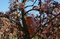 Pur Jus Pomme BIO 1L - Carton 6 Bouteilles